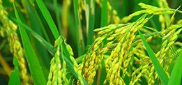 創(chuàng)新大米口感好，營養(yǎng)豐富！ 